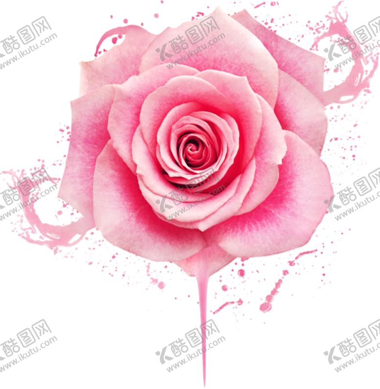 编号：69472209240613329828【酷图网】源文件下载-玫瑰花