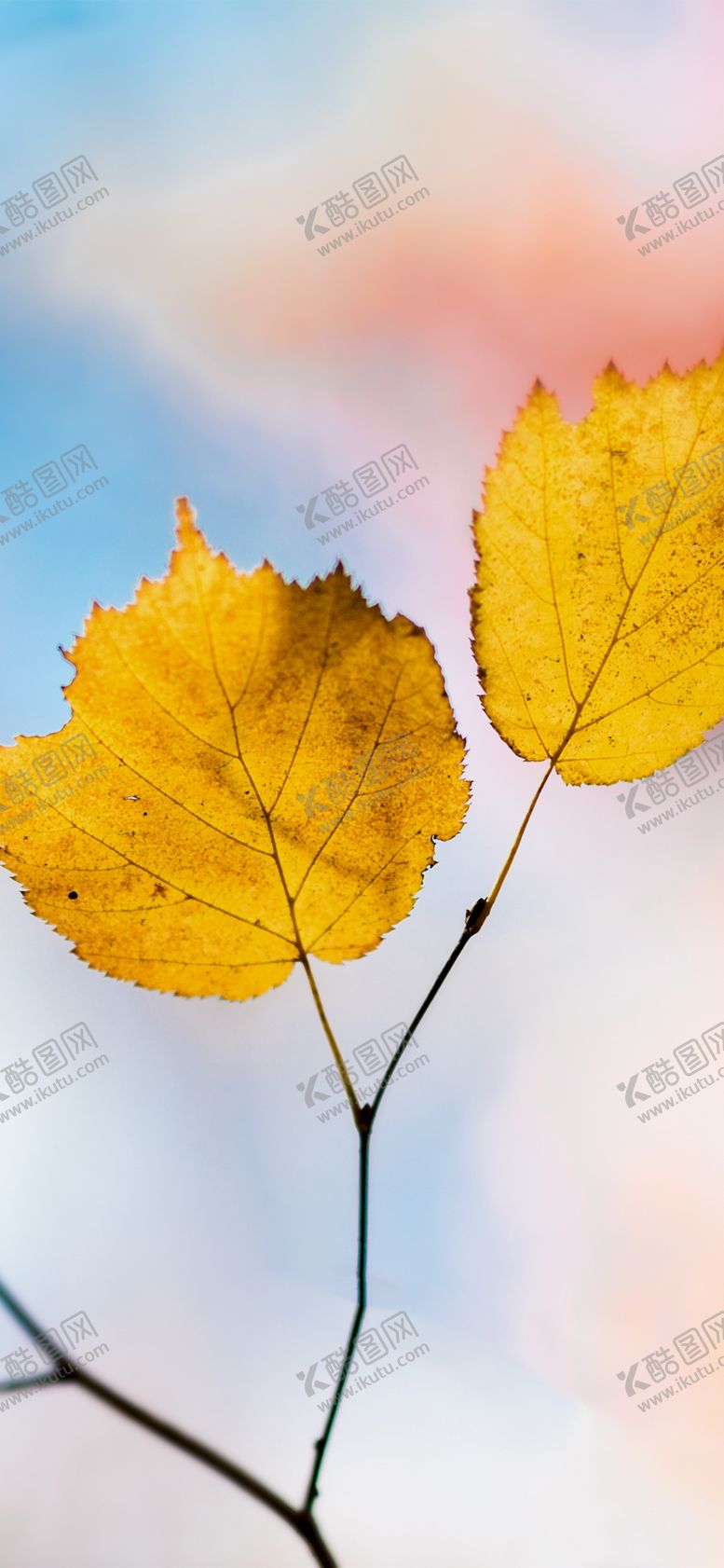 编号：97885509271234103552【酷图网】源文件下载-手机壁纸