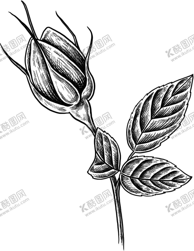 编号：56806205111610271538【酷图网】源文件下载-花苞素描图片