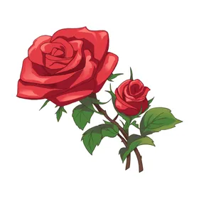 玫瑰花图片朵素材素材