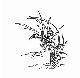 白描兰花
