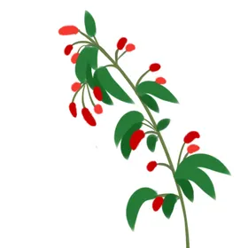手绘枸杞