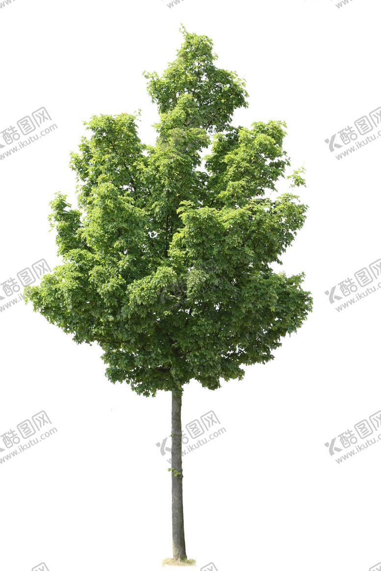 编号：99456601300530283865【酷图网】源文件下载-植物元素树木大树