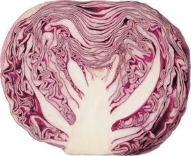 紫甘蓝紫包菜