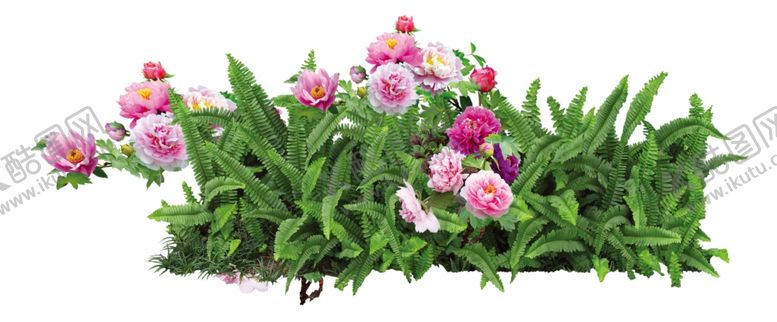 编号：12349009210655366271【酷图网】源文件下载-玫瑰花