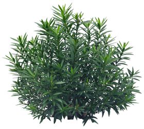 园林植物