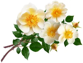 花花朵花草唯美花朵花朵贺