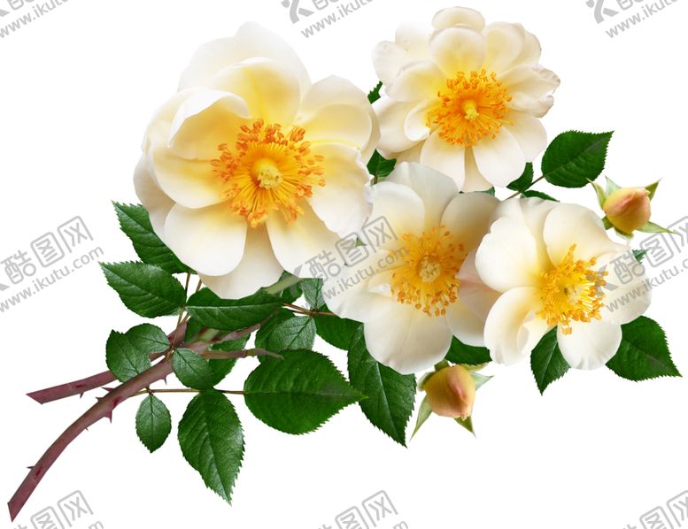 编号：61931610271916189597【酷图网】源文件下载-花花朵花草唯美花朵花朵贺
