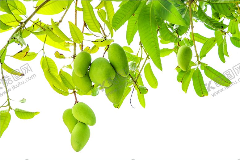 编号：47138510310939339157【酷图网】源文件下载-水果