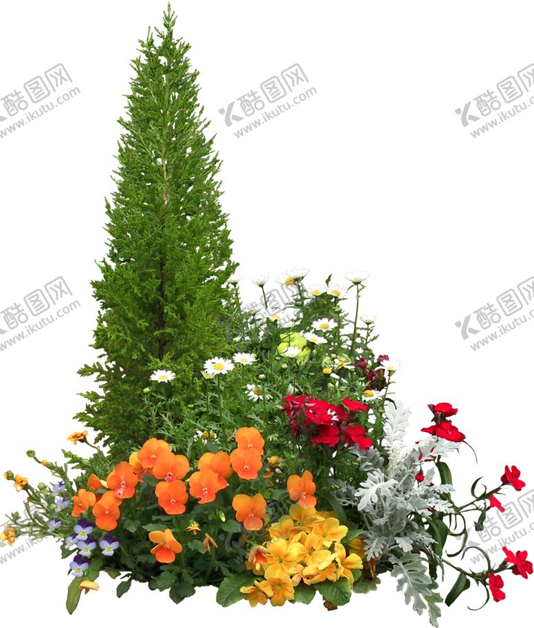 编号：15642909140129582505【酷图网】源文件下载-柏树