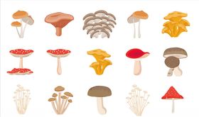 菇类插画