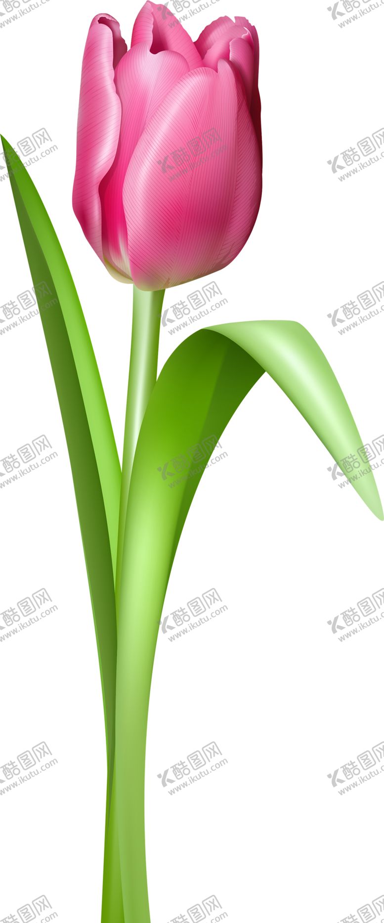 编号：73792606231917088055【酷图网】源文件下载-郁金香
