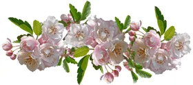 鲜花