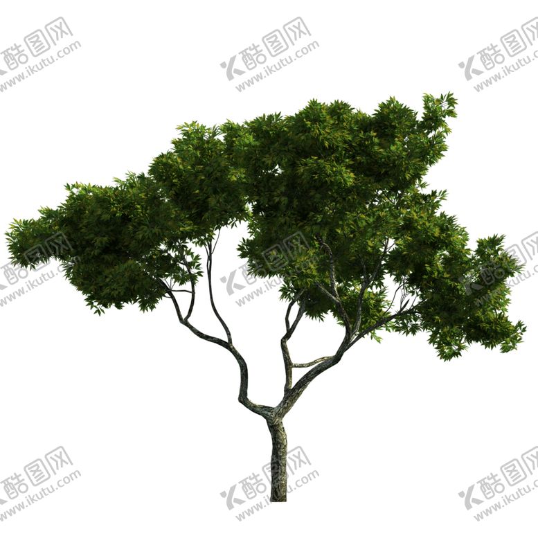 编号：98176906252220589642【酷图网】源文件下载-景观树
