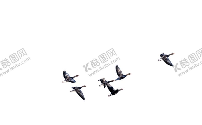 编号：52399509212050393200【酷图网】源文件下载-燕子素材