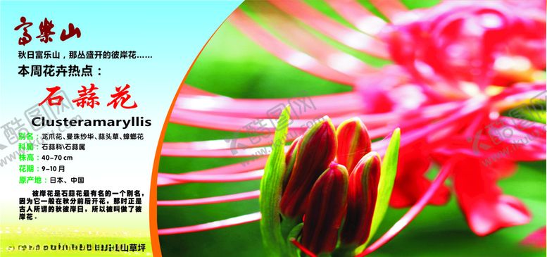 编号：76570009120948294432【酷图网】源文件下载-石蒜花