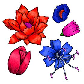 鲜花素材