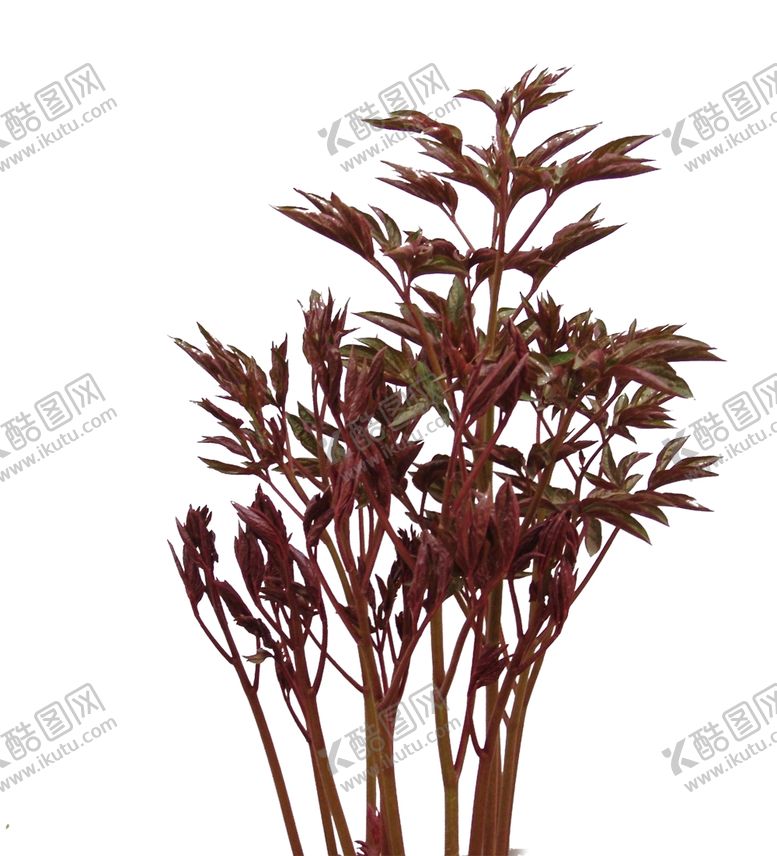 编号：56376710070811544319【酷图网】源文件下载-灌木