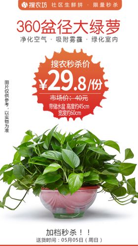 360盆径大绿萝秒杀