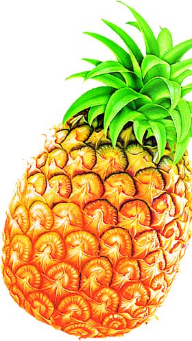 菠萝