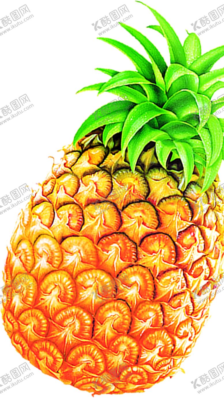 编号：71651709132158441841【酷图网】源文件下载-菠萝