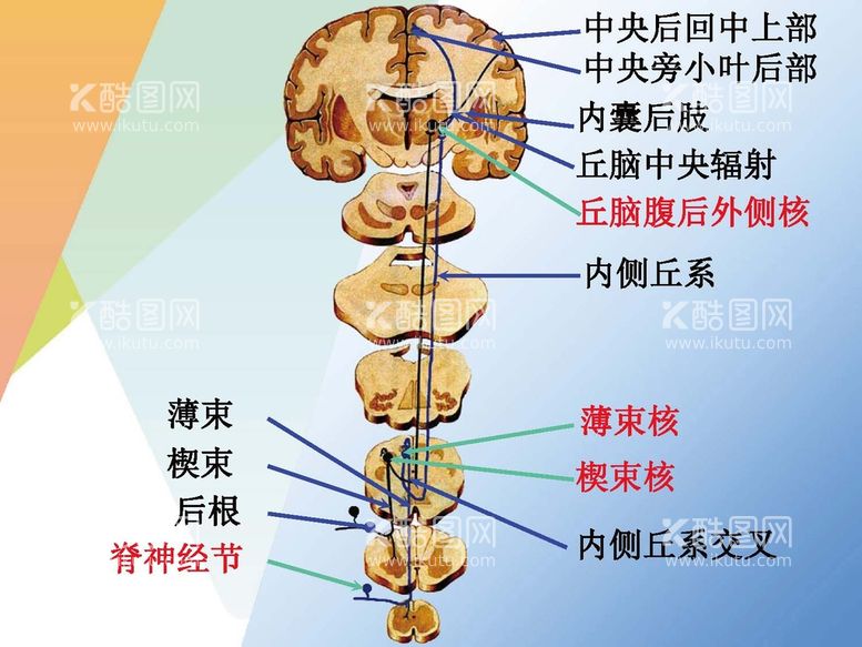 编号：39741410172258282019【酷图网】源文件下载-神经系统 