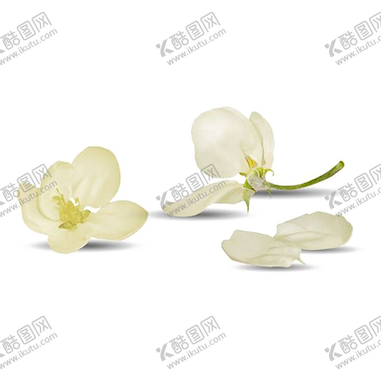 编号：11175909191532042396【酷图网】源文件下载-手绘植物花卉