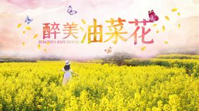 油菜花