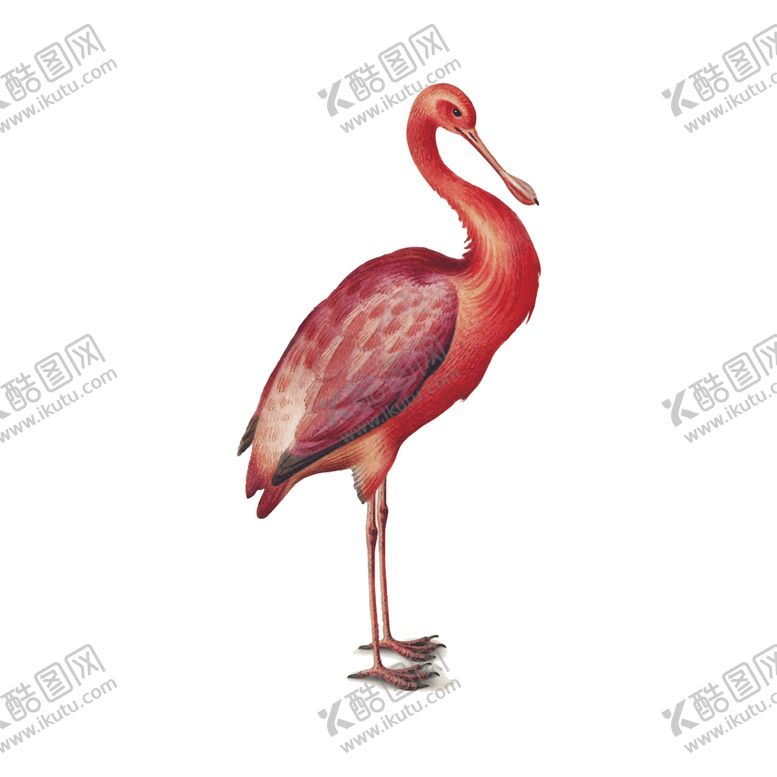 编号：13457605020946371751【酷图网】源文件下载-鸟类插画
