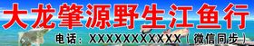 野生江鱼行