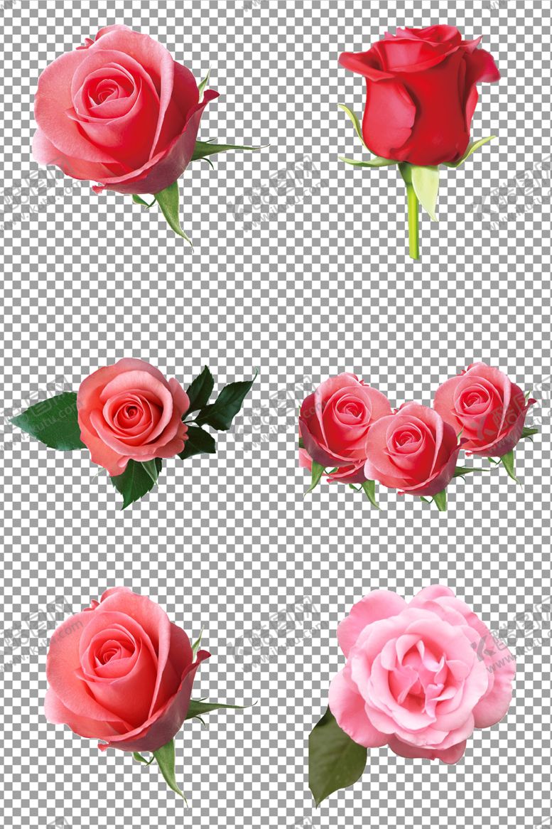 编号：82531110031322471368【酷图网】源文件下载-玫瑰花