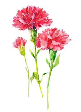 手绘鲜花