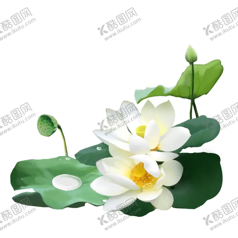 编号：52336303251646161468【酷图网】源文件下载-荷花