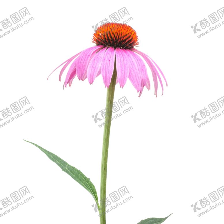 编号：51313701250302282778【酷图网】源文件下载-松果菊