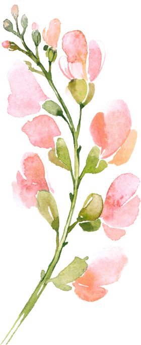 花朵花卉植物手绘插画