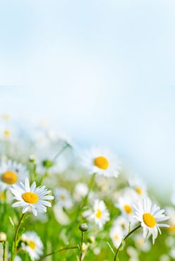 花草春天图案夏日背景