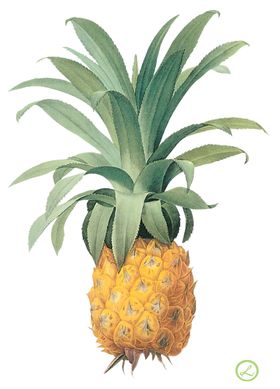 菠萝