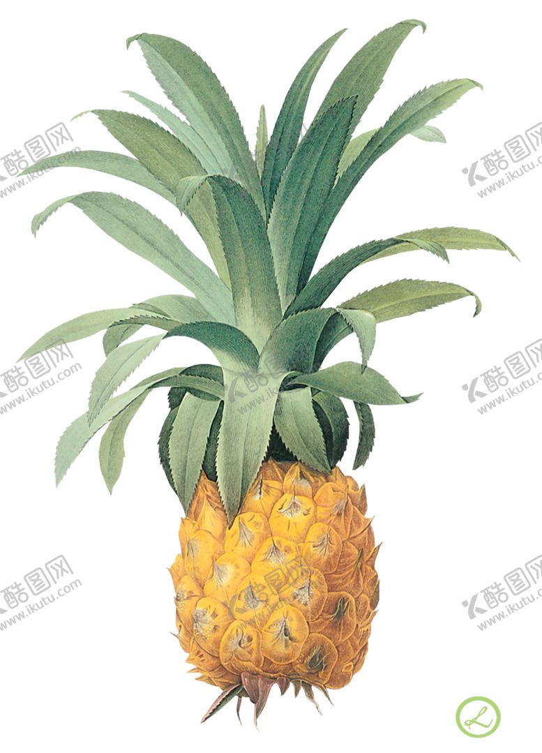 编号：22754109261629518844【酷图网】源文件下载-菠萝