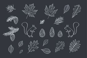 植物花纹