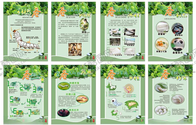 编号：18241810270805482265【酷图网】源文件下载-桑蚕的养殖过程