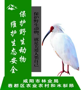 保护野生动物