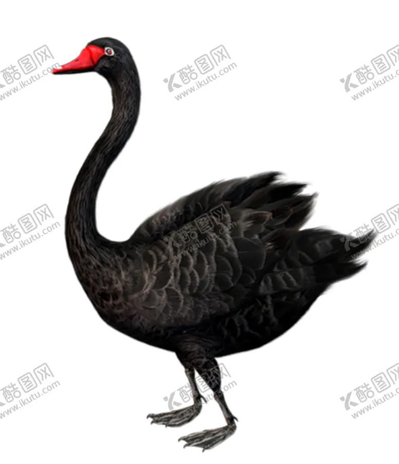 编号：37119504060054543507【酷图网】源文件下载-黑天鹅