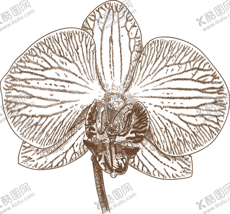 编号：42425510111045285497【酷图网】源文件下载-花卉素描