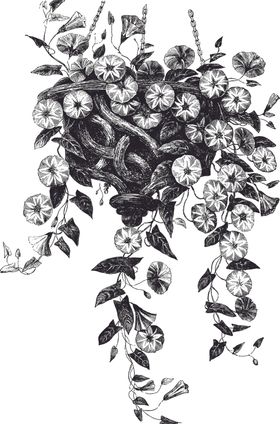线描植物