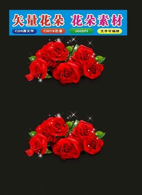 花植物月季红色花朵