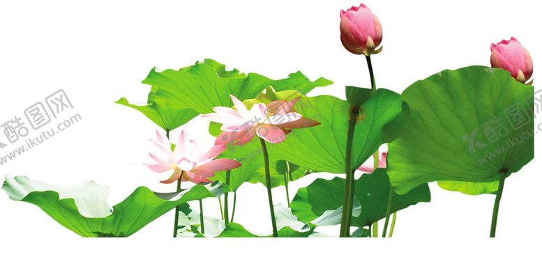 编号：53546609151341161304【酷图网】源文件下载-绿色植物