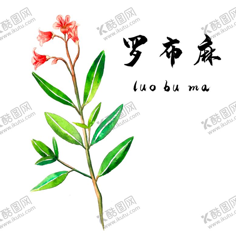 编号：63336210312230461493【酷图网】源文件下载-草本植物药材