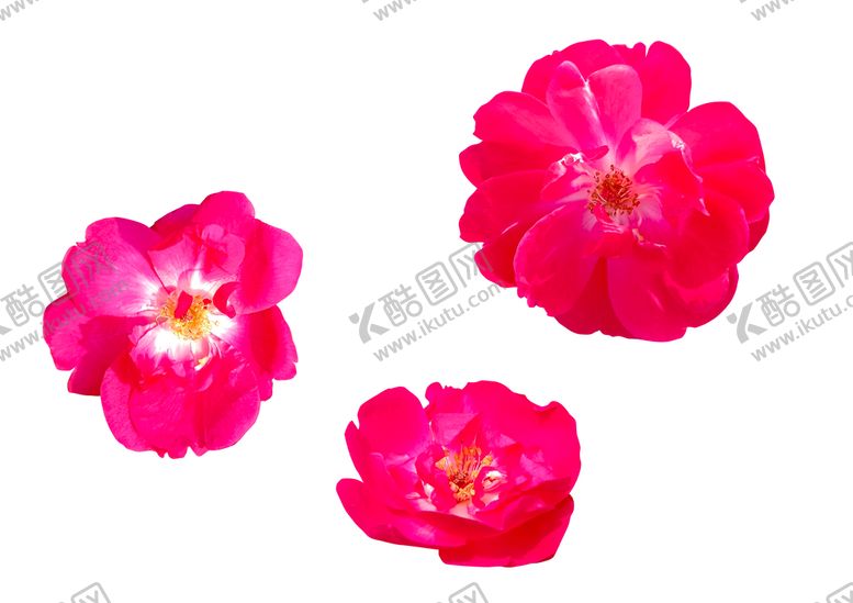 编号：42860709151624244219【酷图网】源文件下载-月季花素材鲜花摄影抠图