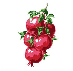 石榴插画