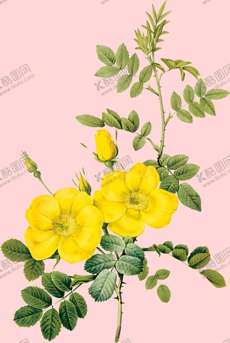 编号：72235410271326468185【酷图网】源文件下载-花卉